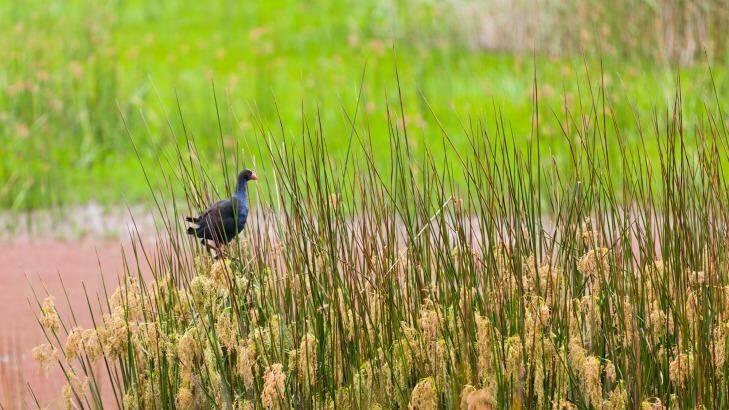 Birdwatching at Murray Valley National Park. Photo: D Finnegan