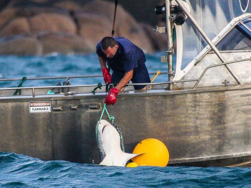 Shark control gear has been removed from the Great Barrier Reef Marine Park after a court ruling.