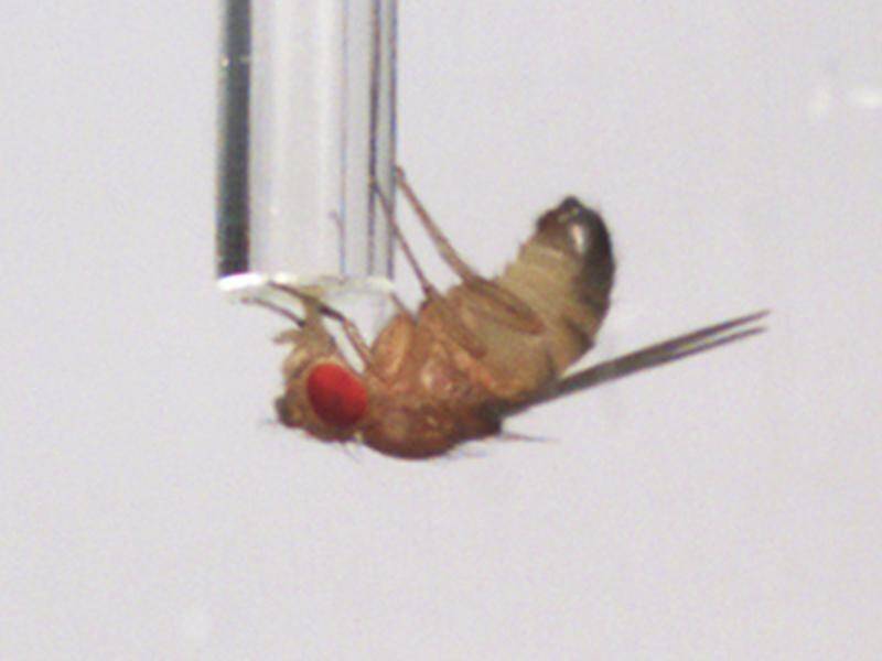 NZ officials say they've found a second fruit fly in the south Auckland neighbourhood of Otara.