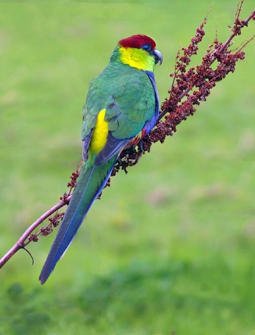 The red-capped parrot is native to the south-west of Western Australia. Photo: Supplied