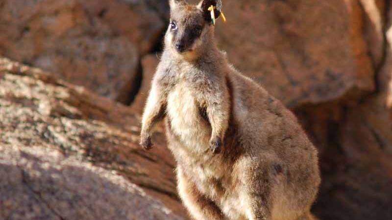 Threatened: The black-flanked rock wallaby is making a species recovery in the Central Wheatbelt. Picture: Craig Pentland.