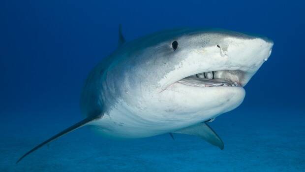 What keeps great white sharks at bay? UWA researchers reveal findings. 