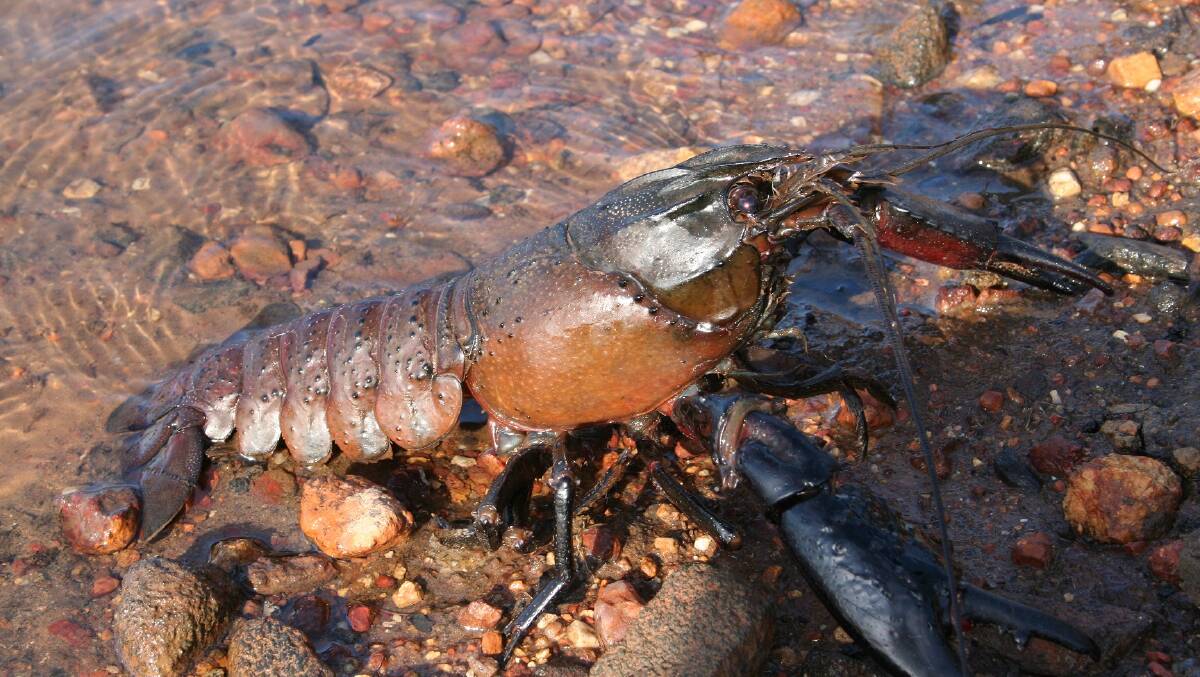 Mighty Marron: The smooth marron (cherax cainii), which is one of two types found in WA. Photo: DPIRD.