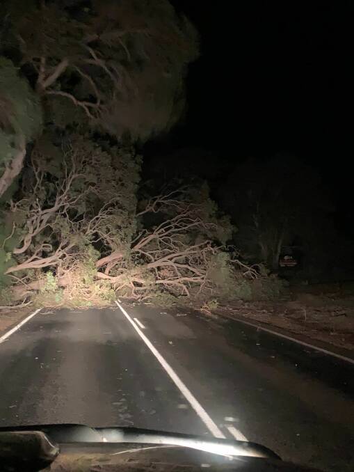 A tree down on Caves Road, just south of Moses Rock Rd. Picture: Chelsea Poynton