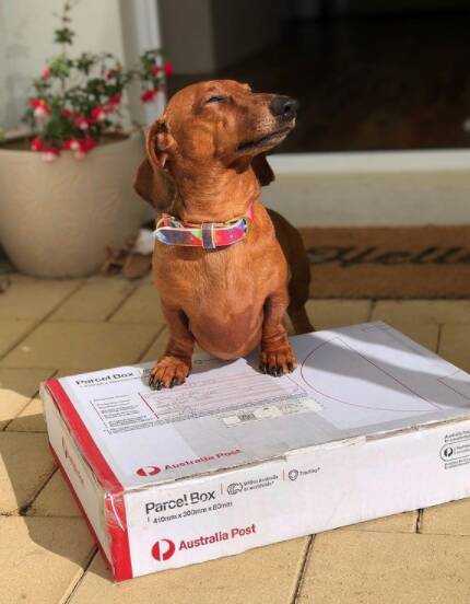 Local doggo Benny is a big fan of Australia Post parcels. 