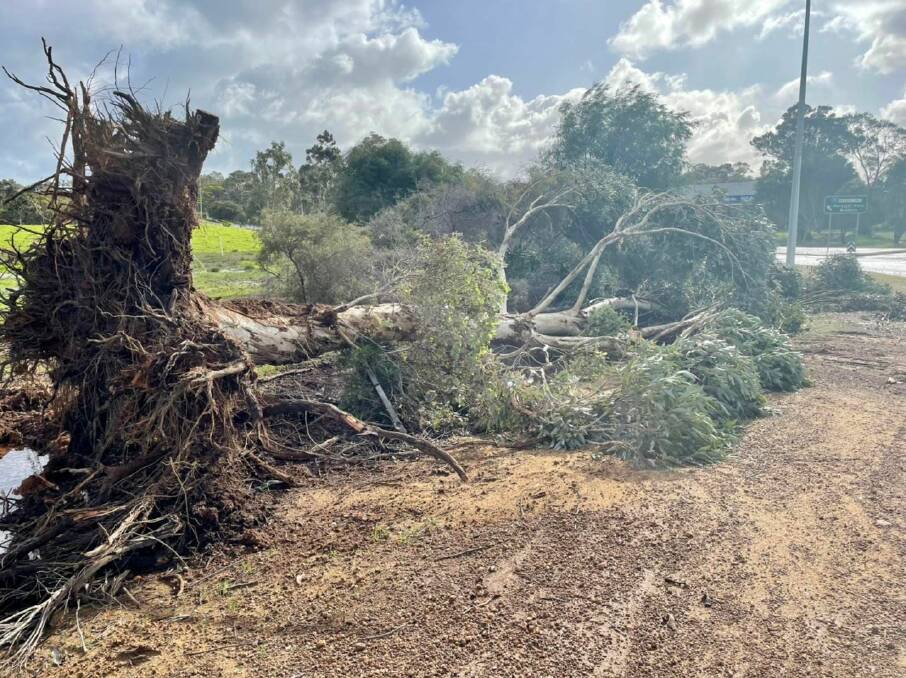 The Shire of Augusta Margaret River reported many trees felled by strong winds across the region. Picture: AMRS