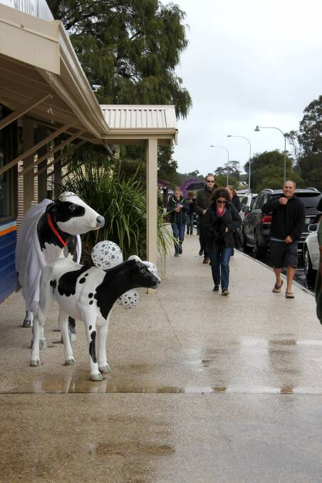 The town's 42-strong herd of Friesian cows have turned the main street into a must-stop destination for tourists in the South West of the State. Picture: Supplied