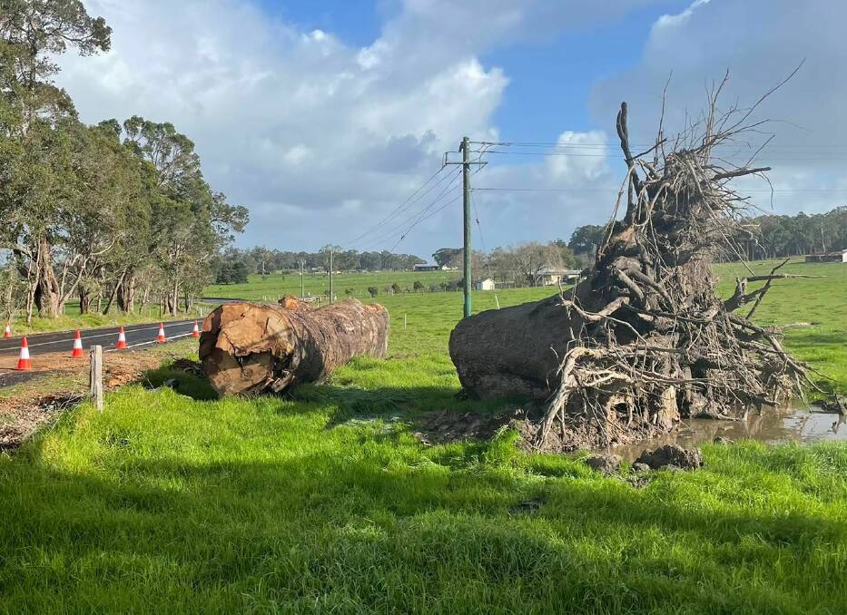 The Shire of Augusta Margaret River reported many trees felled by strong winds across the region. Picture: AMRS