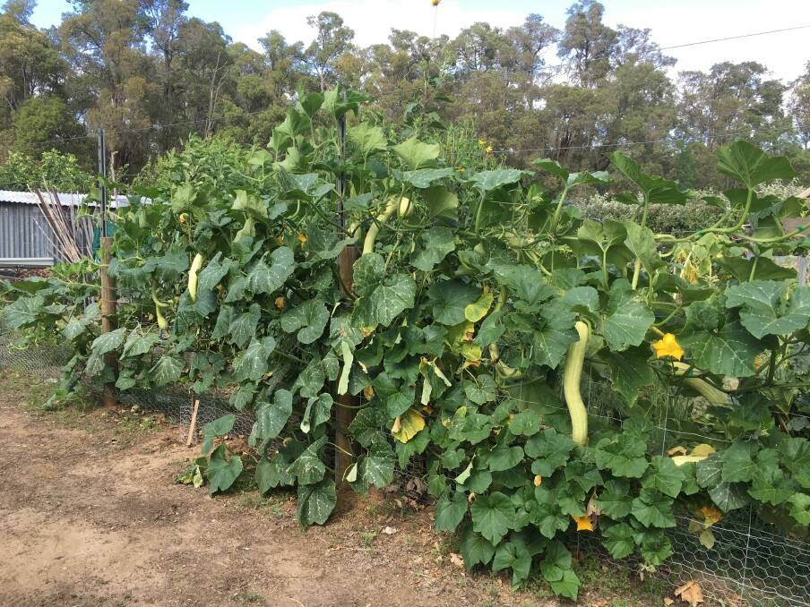 Great climbers: Tromboncino zucchinis growing along a fence. Photo: Wink Lindsay.