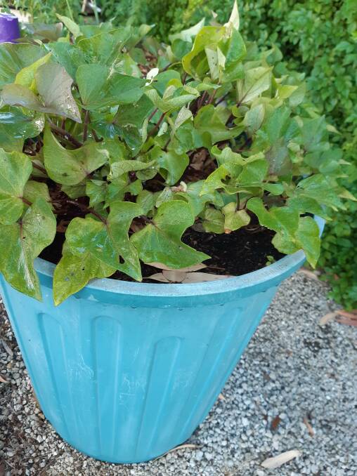 Potted: Sweet potatoes grow well in containers, which is wonderful if you don't have a large amount of garden space. Photo: Sharon Gear.