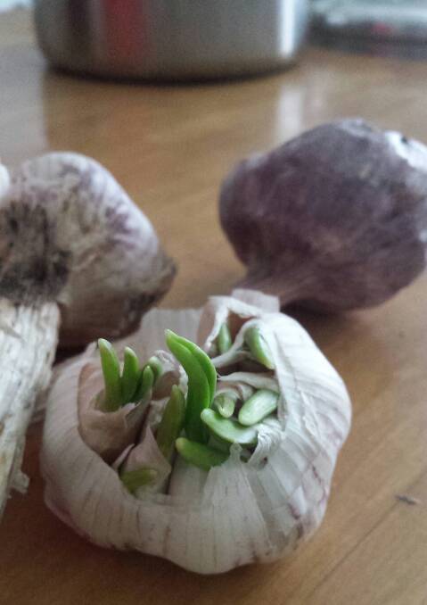 Garlic cloves.