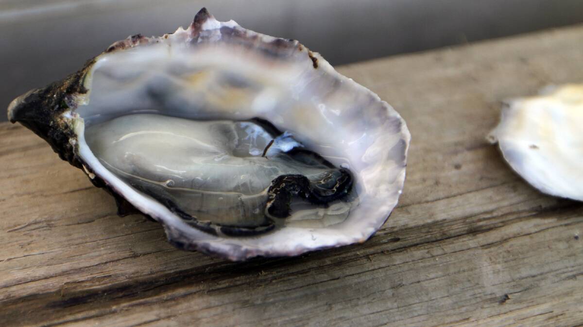 OYSTER RECOVERY: Tasmanian oyster growers are enjoying down time before Easter after a hectic lead up to the Christmas and New Year season.