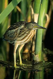 Little Bittern: Critically endangered bitterns have been nicknamed the bunyip bird due to their noisy call at night time, a sound which some imagine only the mythical bunyip could make. There are fewer than 800 Australasian bitterns across the nation.