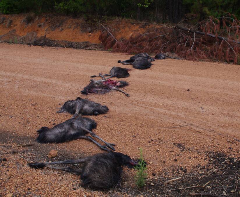 Shock: These nine juvenile emus were found on a back road by Nannup locals.\t\t               Photo: Rick Barrowclough.