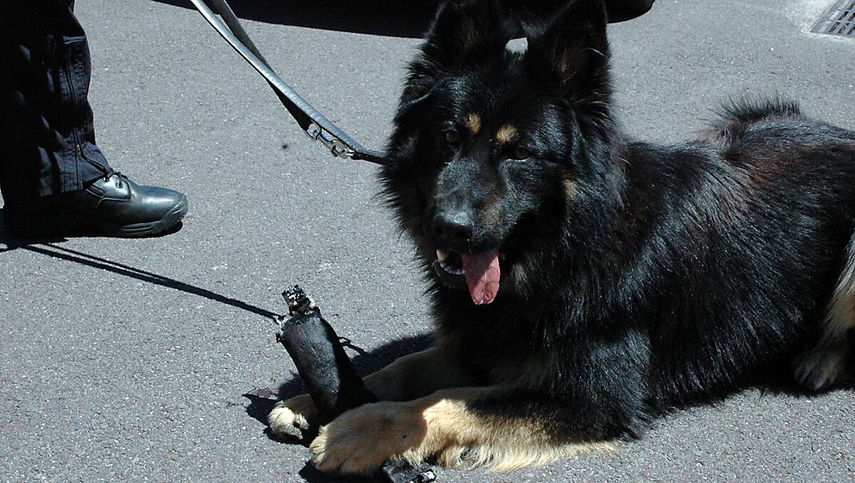 Bunbury's new police dog Geoffrey.