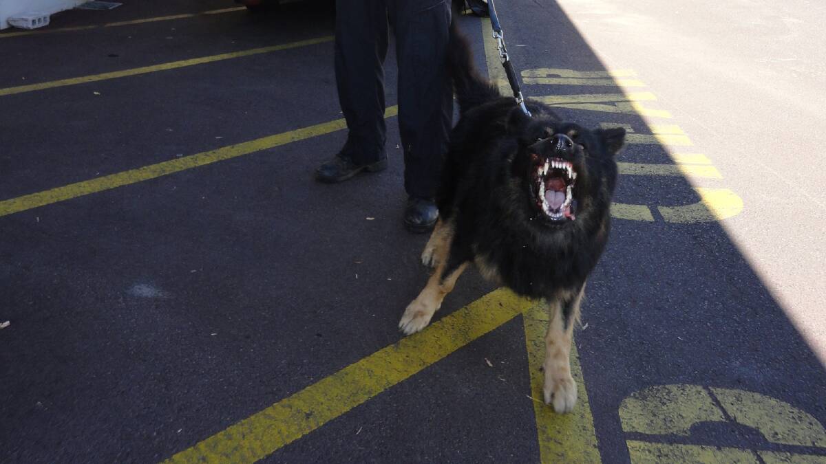 New police dog, german shepherd Geoffrey. 